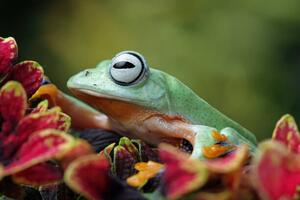 Fotografi Flying frog sitting on leaves, agus fitriyanto