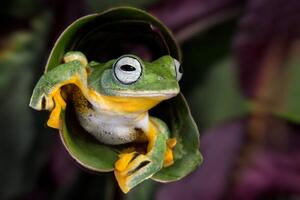 Fotografi Flying Tree Frog, Linda D Lester