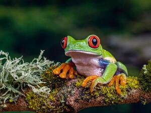 Fotografi Close-Up Of Frog On Branch, Ringwood,, Peter Atkinson / 500px