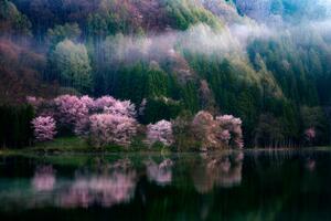 Fotografi In The Morning Mist, Takeshi Mitamura