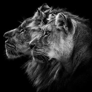 Fotografi Lion and Lioness Portrait, Laurent Lothare Dambreville