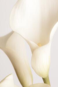 Fotografi White Calla Lily No 2, Studio Collection