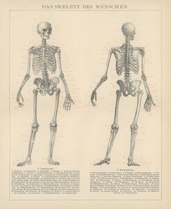 Illustration Old engraved illustration of human skeletons, mikroman6