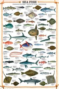 Poster, Affisch Sea fish