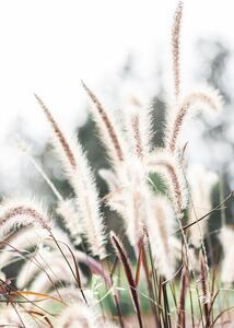 Fotografi Grass, Studio Collection