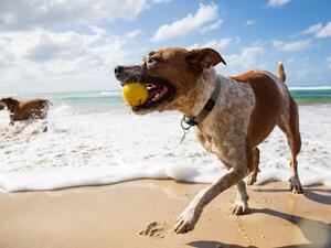 Waboba Fetch Hundboll