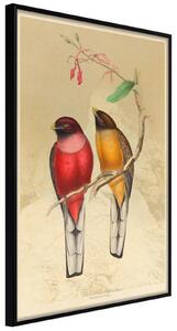 Inramad Poster / Tavla - Ornithologist's Drawings - 20x30 Svart ram med passepartout