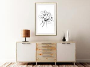 Inramad Poster / Tavla - Sketch of Lillies - 20x30 Svart ram