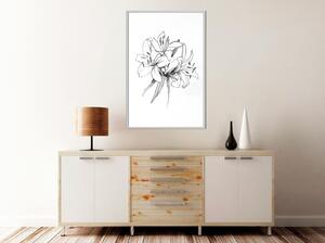 Inramad Poster / Tavla - Sketch of Lillies - 20x30 Svart ram