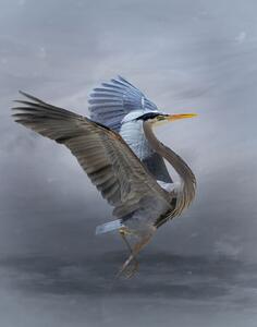 Fotografi The Great Blue Heron, Krystina Wisniowska