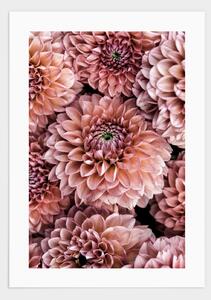 Dahlia flowers poster - 21x30