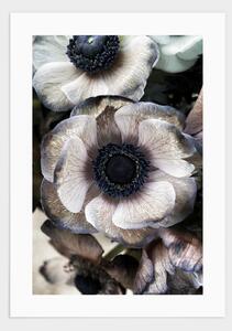 Anemone flowers poster - 21x30