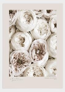 White peonies poster - 21x30