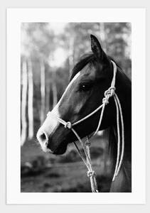 Horse portrait poster - 21x30