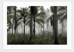 Palmtrees in fog - 21x30