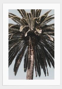 Barcelona palmtree poster - 50x70