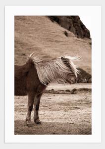 Brown Iceland horse poster - 50x70