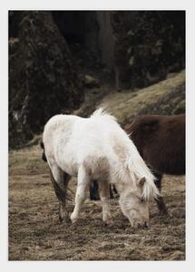 Iceland horse poster - 21x30