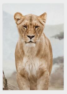 Female lion poster - 50x70