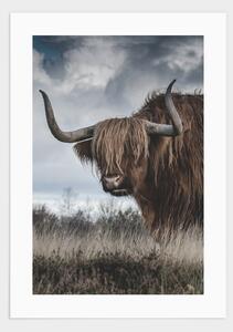 Highland cattle poster - 21x30