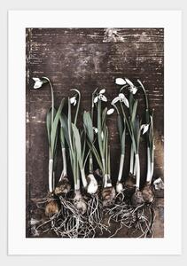 Snowdrops flowers poster - 30x40