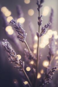 Fotografi Lavender Detail, Treechild