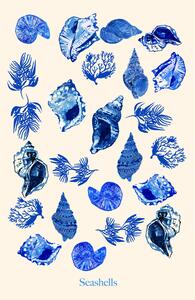 Illustration Seashells, Poster cartissi
