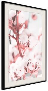 Inramad Poster / Tavla - Cotton Flowers - 20x30 Svart ram
