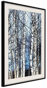 Inramad Poster / Tavla - Winter Birch Trees - 20x30 Guldram