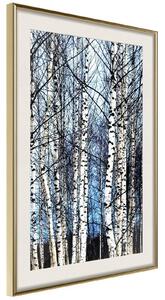 Inramad Poster / Tavla - Winter Birch Trees - 30x45 Guldram