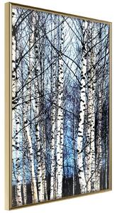 Inramad Poster / Tavla - Winter Birch Trees - 20x30 Guldram