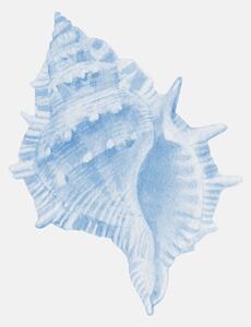 Illustration One Blue Conch, Jolly and Dash