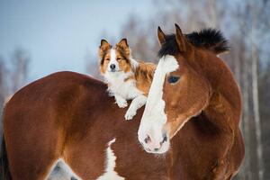 Fotografi Draft horse and red border collie dog, vikarus, (40 x 26.7 cm)