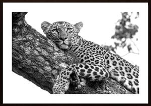 Resting Leopard Poster