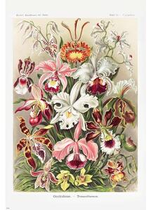 Poster, Affisch Ernst Haeckel - Orchideen