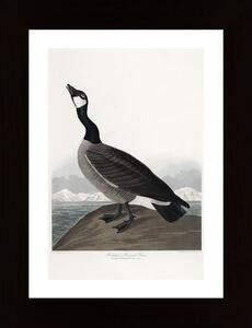 Hutchinss Barnacle Goose From Birds Of America 1827 Poster