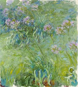 Bildreproduktion Agapanthus (1914–26), Claude Monet