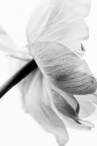 Fotografi Blooming Flower, Magda Izzard