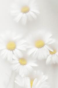 Fotografi Daisies, Magda Izzard