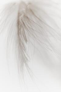 Fotografi White Feather, Magda Izzard