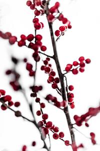 Fotografi Red Berries 1, Mareike Bohmer