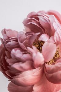 Fotografi Peony, Mareike Bohmer