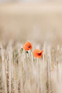 Fotografi Summer Poppies, Mareike Bohmer