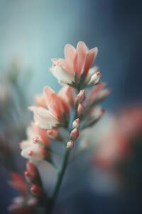 Fotografi Pastel Pink Beauty, Treechild