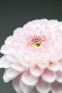 Fotografi Pink Flower No1, Studio Collection