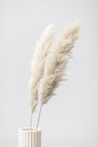 Fotografi Pampas Grass Grey 11, Studio Collection