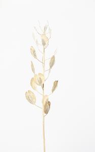 Fotografi Solitary dried plant, Studio Collection