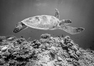 Fotografi Sea Turtle at Sipadan, Yumian Deng