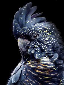 Fotografi Black Parrot, Lola Peacock