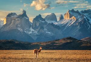 Fotografi Guanaco, Antoni Figueras